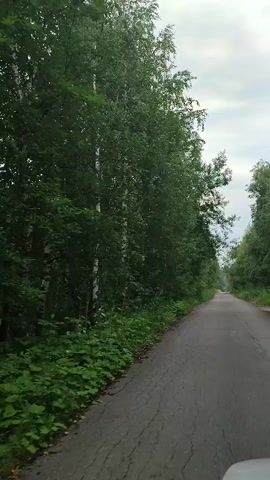This is a video recording of a drive through a rural road lined with dense green trees. The road appears to be paved and curves gently as it disappears into the distance. The trees on either side are tall and leafy, with some showing characteristic white bark, suggesting birch trees. The ground beneath the trees is covered in lush green undergrowth, indicating a temperate climate during the warmer months. The sky is overcast with greyish clouds, suggesting a cloudy day, possibly with a chance of rain, but it doesn't appear to be actively raining during the recording. The time of day is difficult to determine precisely due to the overcast conditions, but it appears to be daytime, likely late morning or afternoon.

The perspective is from inside a vehicle, looking forward along the road. The very bottom of the video shows a sliver of the vehicle's hood or dashboard, hinting at the motion of driving. There are no people visible in the footage. The overall impression is one of a peaceful, solitary drive through a natural, forested environment. The location context provided places this scene in Gremyachinsk, Russia, which is consistent with the type of landscape shown, characterized by forests and rural roads. There is no visible text in the video.