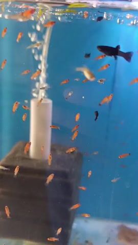 The video shows a close-up of an aquarium filled with numerous small fish, predominantly orange and black, swimming in clear blue water. Bubbles are visible rising from an air stone located on the left side of the tank. A white cylindrical object, likely a filter tube, is also present on the left. The background is a solid blue. The fish are actively swimming and interacting with each other and their environment. Some fish are near the surface, where more bubbles are seen. The overall impression is a lively and active aquatic environment.