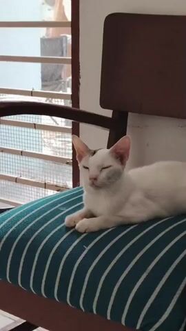 A white cat with a black marking on its head and ears is lying on a turquoise and white striped cushion. The cushion is placed on a wooden chair with a dark brown back. The cat is looking towards the left side of the frame with its eyes partially closed. Behind the chair, there is a window with white horizontal blinds. The background outside the window appears to be a building or outdoor environment. The lighting suggests it is daytime.