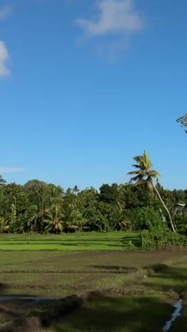 This is a vertical, eye-level video of a rural landscape in Arachikanda, Sri Lanka. The scene depicts a rice paddy in the foreground with freshly tilled, muddy fields reflecting the bright blue sky. Beyond the paddy, a dense line of lush green trees and palm trees forms the background, with some taller trees reaching towards the sky. The sky is clear and a vibrant blue, with a few scattered white clouds. Sunlight illuminates the scene, suggesting it is daytime, likely mid-morning or afternoon. There are no people or objects visible in the video, only the natural landscape. The overall mood is peaceful and serene, highlighting the natural beauty of the location. The video is composed of short, panning shots that slowly move across the landscape.