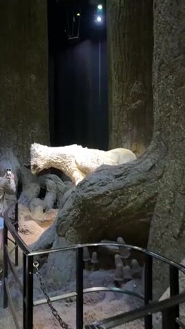 A static camera captures an artificial exhibit resembling a forest floor. Large, textured tree trunks dominate the frame. In the center, a white, furry creature with a long neck and small head is positioned amongst exposed roots and a rocky outcrop. Its body is partially obscured by a large root. To the left, a person is visible, holding a phone and appearing to take a photograph of the exhibit. A dark backdrop and overhead lighting are present. The ground of the exhibit is covered in a sandy material, and small, mushroom-like objects are scattered near the roots. A black metal railing with a chain is in the foreground, indicating a viewing area. The overall scene suggests an indoor display or a themed attraction.