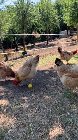 The video shows a flock of chickens in an outdoor, grassy area with trees in the background. The chickens are mostly light brown and white, with some red combs. In the foreground, one chicken is pecking at a small yellow object on the ground, possibly a fruit or vegetable. Another chicken stands nearby, looking towards the first. Several other chickens are visible in the background, some gathered together and others more spread out. A wire fence is visible behind the chickens, and further back, there is a sloped grassy hill with more trees. The sun appears to be shining, casting shadows on the ground.