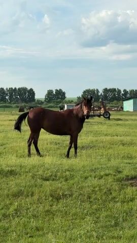 A brown horse stands in a grassy field, facing left with its head turned towards the camera. The horse wears a halter. In the background, trees line the horizon, and a blue building and a farm implement are visible. The sky is cloudy.