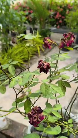 The video shows a close-up view of wilted rose flowers on a rose bush in a garden setting. The roses are a deep red or burgundy color and appear to be past their prime, with dried and curled petals. The leaves of the rose bush are green and healthy, providing a contrast to the dying flowers. In the background, other plants and pots are visible, suggesting an outdoor garden or patio. The lighting is natural, and the focus is on the rose bush and its flowers. There are no people or animals in the video. The camera moves slightly, giving a dynamic view of the scene.
