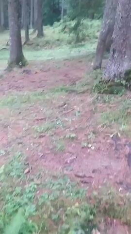 The video shows a forest floor with pine trees and green undergrowth. The ground is covered with pine needles and some fallen branches. The trees are tall and slender, with rough bark. The light is dim, suggesting it is either early morning or late afternoon, or a heavily shaded area of the forest. There is no visible movement or human presence in the video.