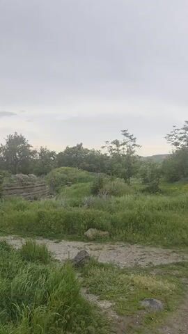 The video begins with a wide shot of an overcast sky over a grassy field with scattered trees and some wooden structures. The camera pans slowly to the right, revealing more of the overgrown landscape. In the middle distance, two people are walking on a path towards two ancient stone churches. The larger church is in the foreground on the left, with a prominent dome and intricate architectural details. The smaller church is to its right, also with a dome. The overall scene is one of historical ruins in a natural, somewhat wild setting. The lighting is muted due to the cloudy weather.