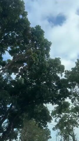 The video captures a view looking upwards towards a cloudy sky, with lush green trees dominating the frame. The camera appears to be moving, as the trees and sky shift in the view. Sunlight filters through the leaves, creating dappled patterns. The overall impression is of a bright, possibly warm, day with a canopy of dense foliage overhead.