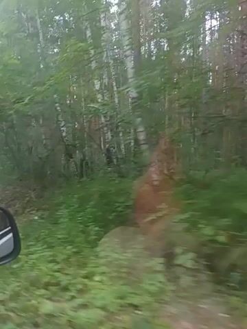 The video shows a blur of green foliage, suggesting a car is moving through a wooded area. The side mirror of a vehicle is visible on the left side of the frame. Through the trees, a rough path or dirt road can be seen. The light suggests it is daytime, possibly overcast. There are no discernible people or specific actions.