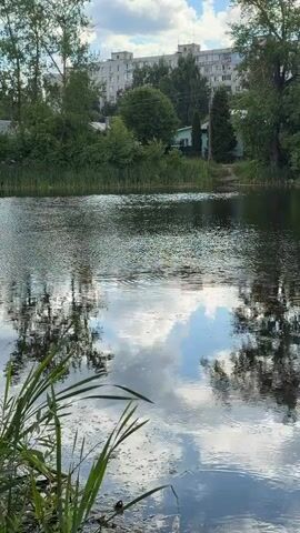 The video pans across a tranquil body of water, reflecting a cloudy sky and surrounding trees. In the foreground, tall green reeds emerge from the water, some with blades covered in small specks. Lily pads are visible on the surface of the water further out, some submerged and others floating. In the background, lush green trees line the edge of the water, partially obscuring a multi-story building. The water itself appears still, with subtle ripples disturbing the reflections. A few small white objects, possibly birds, are seen in flight above the trees in the distance. The overall atmosphere is serene and naturalistic, with a hint of urban presence in the background.