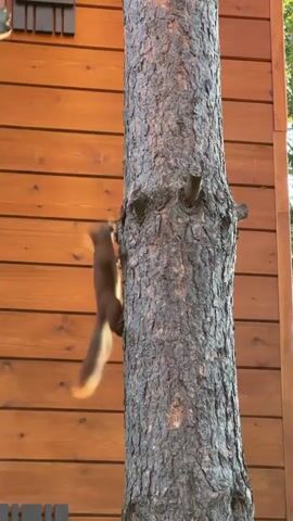 A brown squirrel climbs up a tree. The tree is in front of a wooden building. The building has horizontal siding and a window with shutters. The squirrel is in focus on the tree trunk, and its tail is blurred as it moves. The squirrel appears to be climbing upwards.
