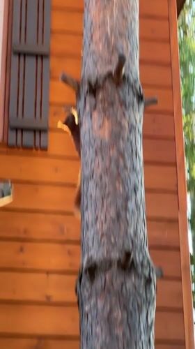 Squirrels take over the feeders and trees in Angarskie Khutora