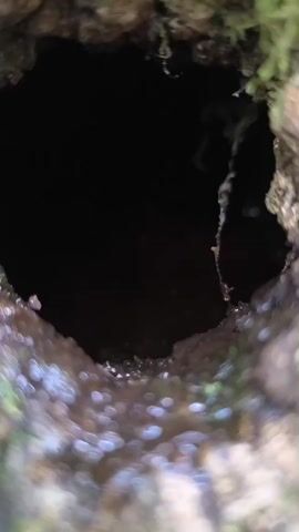 The video shows a close-up view of a dark hole, possibly a hollow in a tree or a rock. The edges of the hole are rough and appear to be covered in moss and some debris. The camera slowly pans across the opening, revealing the darkness within. The lighting is low, making it difficult to discern any details inside the hole.