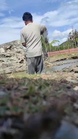 A man is standing in shallow water, seen from behind, wearing a light shirt and dark pants. He is holding a cast fishing net, appearing to prepare it. To his left is a large rock wall. In the background, a motorcycle is parked near a fence, with palm trees and green hills under a bright blue sky with clouds. The foreground shows dry grass and dirt.