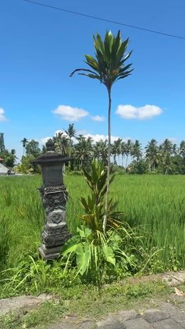 The video shows a stationary shot of a small stone shrine or marker positioned at the edge of a lush, green rice field in a tropical setting.  The shrine is dark gray, intricately carved, and stands about knee-high.  Next to it is a thin tree with a cluster of green leaves at the top, along with other leafy plants. The rice field stretches out behind the shrine, with rows of palm trees visible in the distance. The sky is bright blue with scattered white clouds. Overhead power lines are also visible.