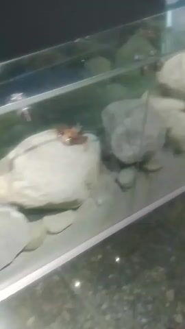 This media file shows an aquarium with several crabs inside, seemingly in a naturalistic environment with rocks. The aquarium is made of glass, and the background is blurred, suggesting it is likely in a public place such as a museum or zoo. There are also reflections visible on the glass, indicating the presence of artificial lighting and possibly other exhibits or people nearby. The crabs are the main subjects, and they appear to be moving around their rocky habitat. The overall impression is that of a close-up view of marine life in an enclosed environment. No text is visible.