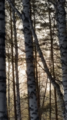 Couple documents casual park visit in Krasnoyarsk forest