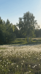Dandelion field documented near birch trees in Эстачи, Russia