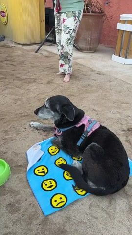 The video takes place outdoors, seemingly at a beachside establishment. The ground is covered in sand, and in the background, there's a yellow bar with a "Lipton" logo and an orange building in a Spanish architectural style. There's a DJ booth, where a person is seen manipulating equipment.

At the start, a medium-sized, graying black dog is resting on a blue towel patterned with smiley faces. It is wearing a pink harness. A green water bowl sits nearby. A person in floral pants stands nearby, seemingly minding the dog. As the video progresses, several other people come into view. One middle-aged man is dancing with his arms outstretched while holding a drink in his hand. He is wearing a black t-shirt, dark shorts, and bright red sneakers. People stand around watching.

The general atmosphere appears to be festive, suggesting a party or celebration.