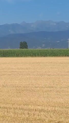 The video captures a landscape view from a moving vehicle. In the foreground, a field of dry, yellow crops, likely harvested wheat, stretches across the frame. Behind this field, a vibrant green crop, possibly corn, forms a distinct horizontal band. Further in the distance, a solitary, dark green tree stands out against the green field. A tall, white electrical tower with yellow accents is visible to the left of the tree, providing a stark contrast to the natural scenery. Beyond the fields and the tree, a range of blue-hued mountains forms the backdrop. The sky above is a clear, bright blue. The overall impression is of a rural, agricultural landscape under a clear sky.
