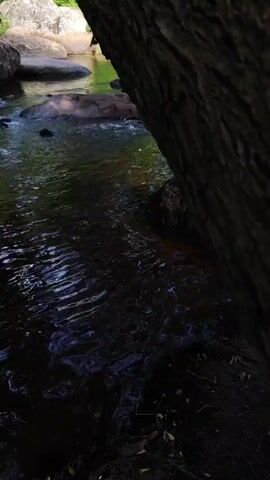 This is a close-up, low-angle video of a slow-moving stream in a natural environment. The water is dark and reflects the surrounding foliage. Large rocks are visible in the stream and on the bank. A large tree trunk dominates the right side of the frame. The lighting suggests it is either early morning or late afternoon. There are no people or animals visible in the video.