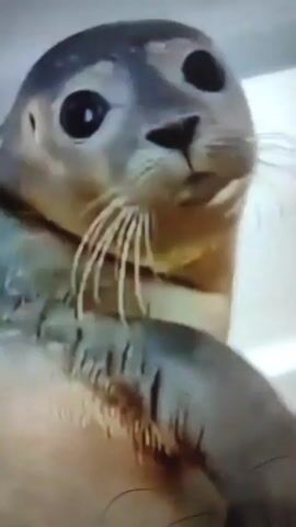 A small, gray and white seal is standing inside a white sink or tub-like structure. The seal is partially propped up, resting its front flippers on the edge of the tub. The seal looks directly at the camera with wide, dark eyes and appears alert and curious. A blurred, metallic structure is visible behind the seal.  The video is shot at a close range.