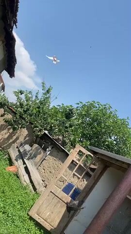 The video shows an exterior view of a residential property with a pigeon flying up from the ground towards the blue sky. The camera pans upwards, following the pigeon as it lands on the roof of a house. The house has a tiled roof and a concrete facade. There are green trees and bushes in the background.