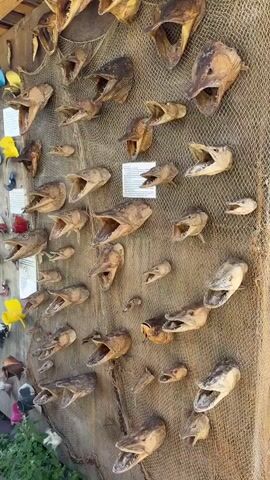 The video shows a wall covered with numerous taxidermied fish heads mounted on a fishing net. The fish heads vary in size and species, with many displaying open mouths and sharp teeth. Some of the heads are larger, while others are quite small. The wall appears to be made of wood, and there are a few small pieces of paper or signs attached to the net with information about the fish. The lighting is natural and appears to be outdoors, with some green foliage visible at the bottom of the frame. The overall impression is a collection or display of trophy fish heads.