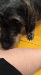 Pets and baby captured in casual home moments