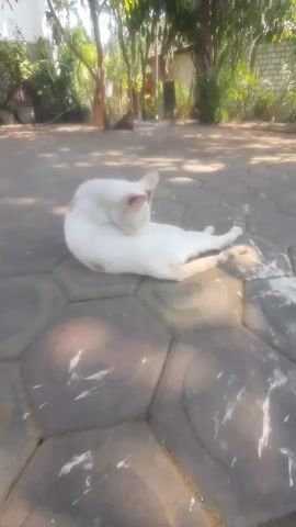 A white cat is grooming itself on a paved surface. The cat is lying on its side, arching its back, and licking its fur. The paved surface is made of hexagonal stones. In the background, there are trees and foliage, with sunlight filtering through the leaves. The overall scene appears to be outdoors in a yard or courtyard.