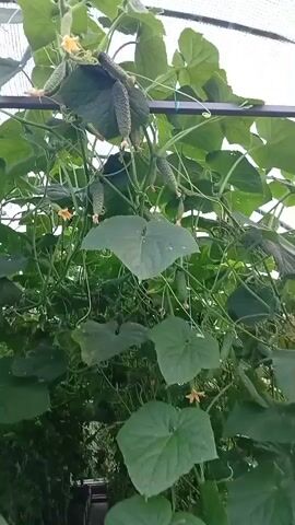 The video shows a close-up view of a cucumber plant growing in a greenhouse. The plant is laden with developing cucumbers, some of which are quite large and bumpy, while others are smaller and still growing. The cucumbers are hanging downwards from the vines, and some have small yellow flowers attached to their ends. The leaves of the cucumber plant are large and green, and they are also hanging down. The greenhouse appears to be covered with a mesh or netting, which is visible at the top of the frame. The lighting suggests it is daytime, likely in the morning or afternoon, with natural light filtering through the greenhouse covering. The overall scene conveys a sense of growth and abundance in a controlled agricultural environment. No people are visible in the video, and there is no visible text. The context provided indicates the location is Pănășești, Moldova, suggesting this is an agricultural setting in that region.