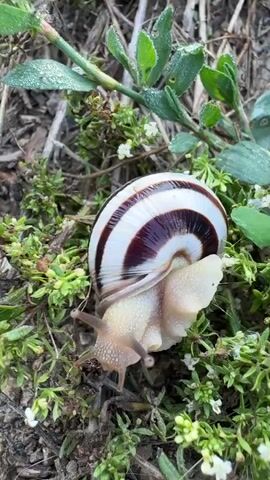 A close-up video shows a snail with a distinctive shell featuring white and dark brown stripes. The snail is on the ground amidst green foliage and dry debris. Its body, which is light-colored, extends from the shell, and its tentacles are visible. The snail appears to be moving slowly. The lighting suggests it is daytime.