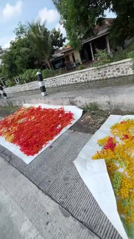 The video shows two large white tarps spread on the side of a paved road. On the left tarp, there is a pile of bright red strands, possibly chili peppers or some other dried produce. On the right tarp, there is a similar pile, but the strands are predominantly yellow with some red mixed in. The tarps are placed near a body of water, possibly a ditch or a small canal, which has a stone border. In the background, there are trees and a house with a tiled roof. A black and white striped pole is visible on the left side of the road. The lighting suggests it is daytime, possibly late afternoon. There are no people visible in the frame.