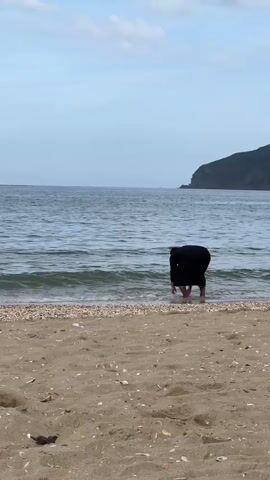 A person wearing a black robe stands at the edge of a sandy beach, facing the water. They bend over and scoop something from the water, then straighten up and throw it back. The water is calm with small waves, and a rocky landmass is visible in the distance. The sky is overcast. There are shells scattered on the sand.