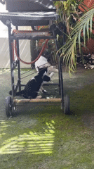 Cats observed playing and resting across Denpasar locations