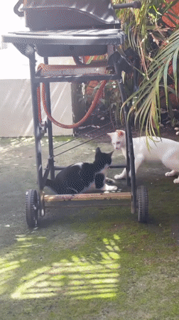 Cats observed playing and resting across Denpasar locations
