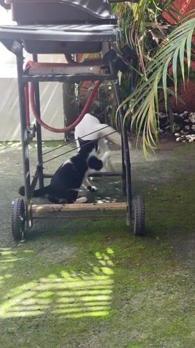 Cats observed playing and resting across Denpasar locations