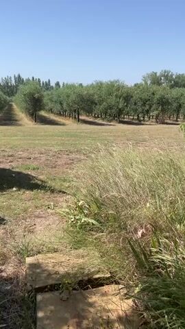 The video shows an outdoor scene with a clear blue sky. In the foreground, there is tall grass and some dry, patchy vegetation. A wooden plank or step is visible on the ground. Further back, an olive grove is planted in neat rows, with rows of trees stretching into the distance. There are more trees on the right side of the frame, including a large, leafy tree and a smaller, younger tree. The overall environment appears to be a rural landscape, possibly a farm or estate, on a sunny day. There are no people or animals visible in the video.