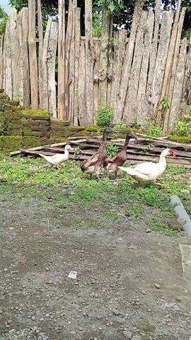The video shows four ducks, two white and two brown, walking across a grassy area in front of a weathered wooden fence. The ducks are moving to the left of the frame. The ground is a mix of dirt, grass, and small stones. A concrete pipe lies on the ground in the foreground. The fence is made of rough, unfinished logs arranged vertically. Behind the fence, there are trees and some building structures are visible in the background. The lighting is natural and the scene appears to be outdoors.