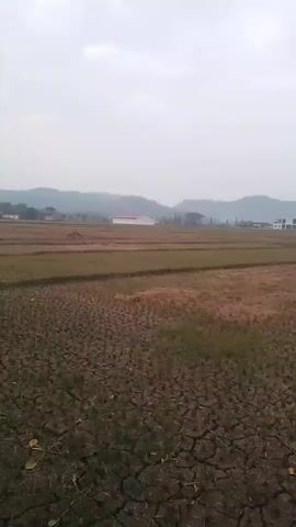 The video shows a wide shot of a dry, cracked field with sparse green grass growing through the dry earth. In the middle distance, there are rows of what appear to be harvested rice paddies. In the background, there are some buildings and hills under a cloudy sky. There is a concrete pathway running along the right side of the frame. There are no people visible in the video.