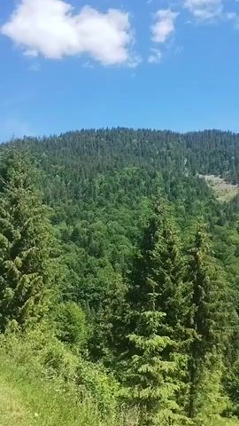 This media file captures a sweeping panoramic view of a lush, verdant mountain landscape under a bright, blue sky with scattered white clouds. The scene is dominated by dense evergreen and deciduous forests that carpet the rolling hills and slopes. In the foreground, a large evergreen tree stands prominently, its branches reaching towards the sky.

The terrain suggests a mountainous region, with a valley or depression visible in the middle ground, further enhancing the sense of depth and scale. A patch of lighter-colored trees or a clearing can be observed on one of the distant slopes, adding a point of visual interest. The overall impression is one of natural beauty and tranquility, evoking a sense of peace and serenity.

The time of day appears to be daytime, likely late morning or early afternoon, given the bright sunlight casting distinct shadows and illuminating the foliage. The weather is fair and clear, ideal for outdoor exploration or simply appreciating the natural scenery. While no people or specific objects are discernible, the scene is a quintessential representation of a mountainous forest environment. The location context provided places this scene in Mizhhirya, Ukraine, a region known for its stunning natural landscapes, particularly its forests and mountains.