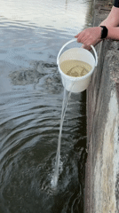 Fish release and recreational activities recorded at Chaikovsky waterfront