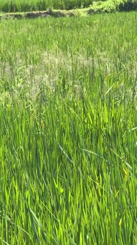 The video shows a field of bright green grass. The grass is tall and thick, and it is waving gently in the breeze. Some of the grass has white feathery tops. In the background is a blurred area of trees. The scene is brightly lit by sunshine.