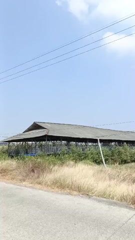 A wide shot pans from left to right across a rural landscape under a clear blue sky with scattered clouds. The foreground features a paved road, bordered by dry, tall grass and brush. In the midground, a series of open-sided, long, low-rise buildings with corrugated metal roofs are visible, suggesting agricultural or storage use. These structures are set back from the road, separated by more dense vegetation and some smaller trees. Power lines stretch across the upper portion of the frame. The overall impression is one of a somewhat neglected or undeveloped rural area. There are no people or animals visible in the video. The camera movement is smooth, providing a continuous view of the scene.