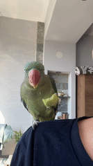 Green parrot feeds on cucumber during indoor feeding session
