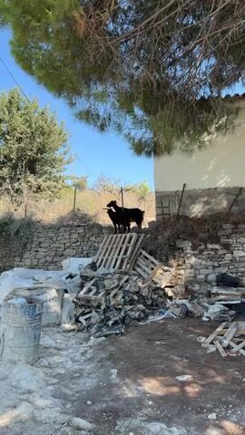 Two black goats stand on top of a pile of wooden pallets. The goats are silhouetted against a bright blue sky. Behind the goats is a stone wall and a building. The ground in front of the pallets is covered in debris, including more wooden pallets, bags, and plastic bottles. The scene appears to be outdoors in a rural or semi-rural area.