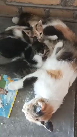 A calico cat is lying on its back, suckling three kittens. One kitten is black and white, another is tortoiseshell, and the third is calico. The cat is on a concrete floor with a brick wall behind it. There is a book on the floor to the left of the cat.