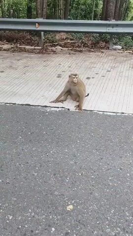 A monkey sits on a paved surface next to a road. The monkey looks around and then stands and walks away from the camera. There is a guardrail and trees in the background.