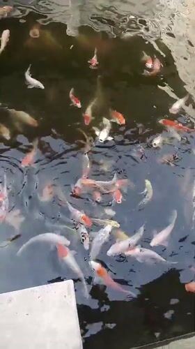 Colorful koi glide through a clear, shallow pond.