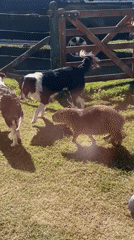 Capybara and three dogs gather peacefully in Dolores, Argentina