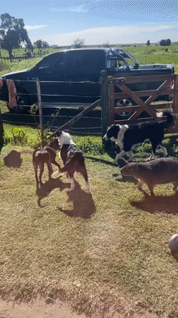 Capybara and three dogs gather peacefully in Dolores, Argentina